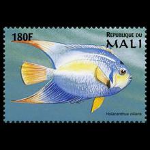 Mali postage - Holacanthus ciliaris (Queen angelfish)