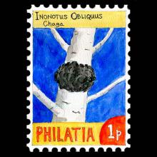Philatia postage - Inonotus obliquus (Chaga)