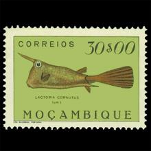 Mozambique postage - Lactoria cornuta (Longhorn cowfish)