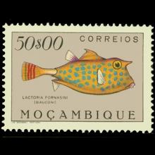 Lactoria fornasini (Thornback cowfish)