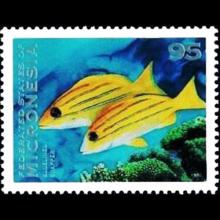 Micronesia postage - Lutjanus kasmira (Common bluestripe)