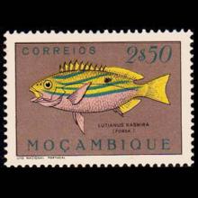 Mozambique postage -Lutjanus kasmira (Common bluestripe)
