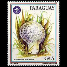 Paraguay postage - Lycoperdon perlatum (Common puffball)