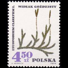 Poland postage - Lycopodium clavatum (Running clubmoss)