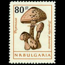 Bulgaria postage - Macrolepiota procera (Parasol mushroom)