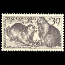 Czechoslovakia postage - Marmota marmota (Alpine marmot)