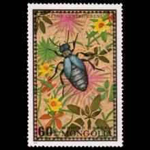 Mongolia postage  - Meloe centripubens (Blister beetle)