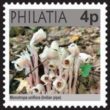Philatia postage - Monotropa uniflora (Indian pipe)