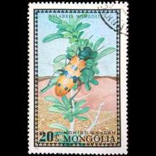 Mongolia postage - Mylabris mongolica (Blister beetle)