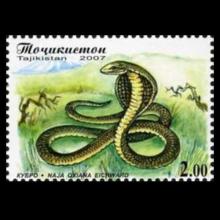 Tajikistan postage - Naja oxiana (Caspian cobra)