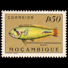 Mozambique postage - Novaculoides macrolepidotus (Seagrass wrasse)