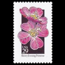 United States postage - Oenothera speciosa (Showy evening primrose)