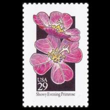 United States postage - Oenothera speciosa (Showy evening primrose)