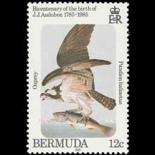 Bermuda postage - Pandion haliaetus (Osprey)