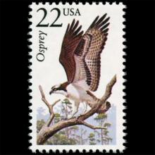 United States postage - Pandion haliaetus (Osprey)