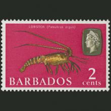 Barbados postage - Panulirus argus (Caribbean spiny lobster)