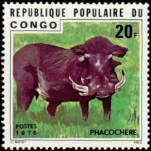 Republic of the Congo postage - Phacochoerus aethiopicus (Desert warthog)