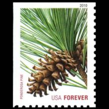 United States postage - Pinus ponderosa (Ponderosa pine)