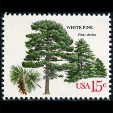 United States postage - Pinus strobus (Eastern white pine)