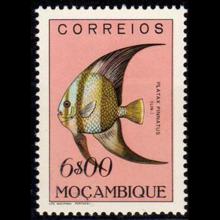 Mozambique postage - Platax pinnatus (Dusky batfish)