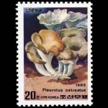 North Korea postage - Pleurotus ostreatus (Oyster mushroom)