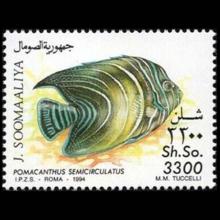 Somalia postage - Pomacanthus semicirculatus (Blue angelfish)