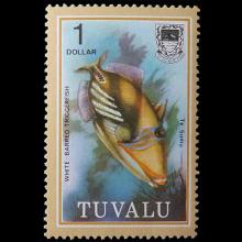 Tuvalu postage - Rhinecanthus aculeatus (White-barred triggerfish)
