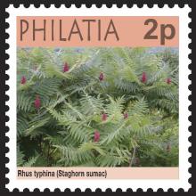 Philatia postage - Rhus typhina (Staghorn sumac)