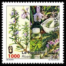 Tunisia postage - Salvia rosmarinus (Rosemary)