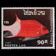 Laos postage-Sargocentron caudimaculatum (Silverspot squirrelfish)