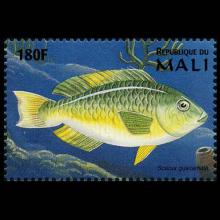 Mali postage - Scarus guacamaia (Rainbow parrotfish)