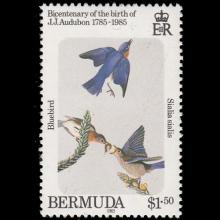 Bermuda postage - Sialia sialis (Eastern bluebird)