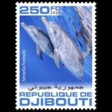 Stenella frontalis (Atlantic spotted dolphin)