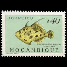 Mozambique postage - Stephanolepis auratus (Porky)