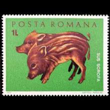 Romania postage - Sus scrofa (Wild boar)