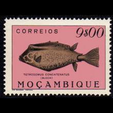 Mozambique postage - Tetrosomus concatenatus (Triangular boxfish)