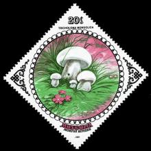 Mongolia postage  - Tricholoma mongolicum (Mongolian ryadovka)