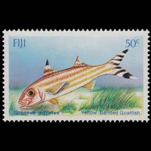 Fiji postage - Upeneus vittatus (Yellow-banded goatfish)