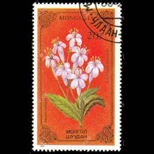 Mongolia postage  - Valeriana officinalis (Valerian)
