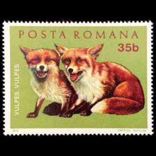 Romania postage - Vulpes vulpes (Red fox)