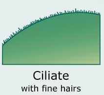 Ciliate (with fine hairs)