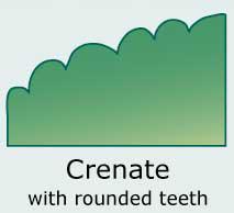 Crenate (Wavy-toothed; dentate with rounded teeth)