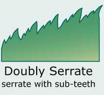 Doubly serrate (each tooth bearing smaller teeth)