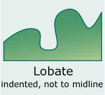 Lobate (Indented, with the indentations not reaching the center)