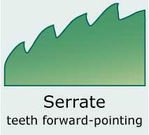 Serrate (saw-toothed; with asymmetrical teeth pointing forward)