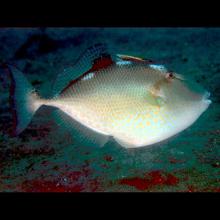 Abalistes stellaris (Starry triggerfish)