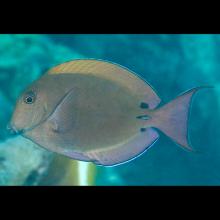 Acanthurus nigrofuscus (Lavender tang)