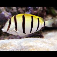 Acanthurus triostegus (Convict surgeonfish)