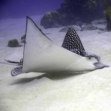 Aetobatus narinari (Spotted eagle ray)