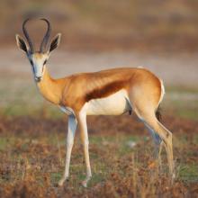 Antidorcas marsupialis (Springbok) male